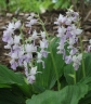 Finom orchidea, ami karácsonyra nálad is kivirágozhat!