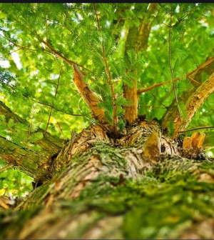 400 éves fa köré épült arborétum Zircen
