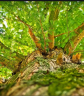 400 éves fa köré épült arborétum Zircen