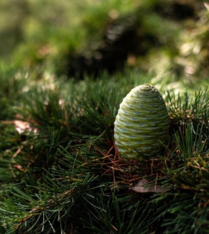 Tobozszüret a Follyban advent harmadik hétvégéjén