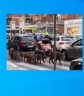 Vaddisznócsorda Róma utcáin