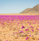 Virágzik az Atacama sivatag egy része