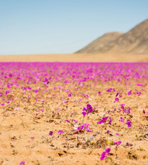 Virágzik az Atacama sivatag egy része