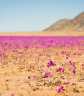 Virágzik az Atacama sivatag egy része
