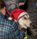 Karácsonyi jótett az állatokért