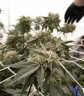 Albánia legalizálni készül a kannabiszt orvosi célra